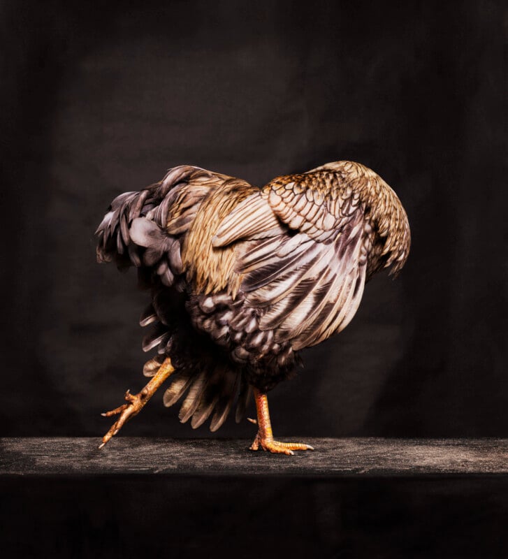 Portrait d'une poule