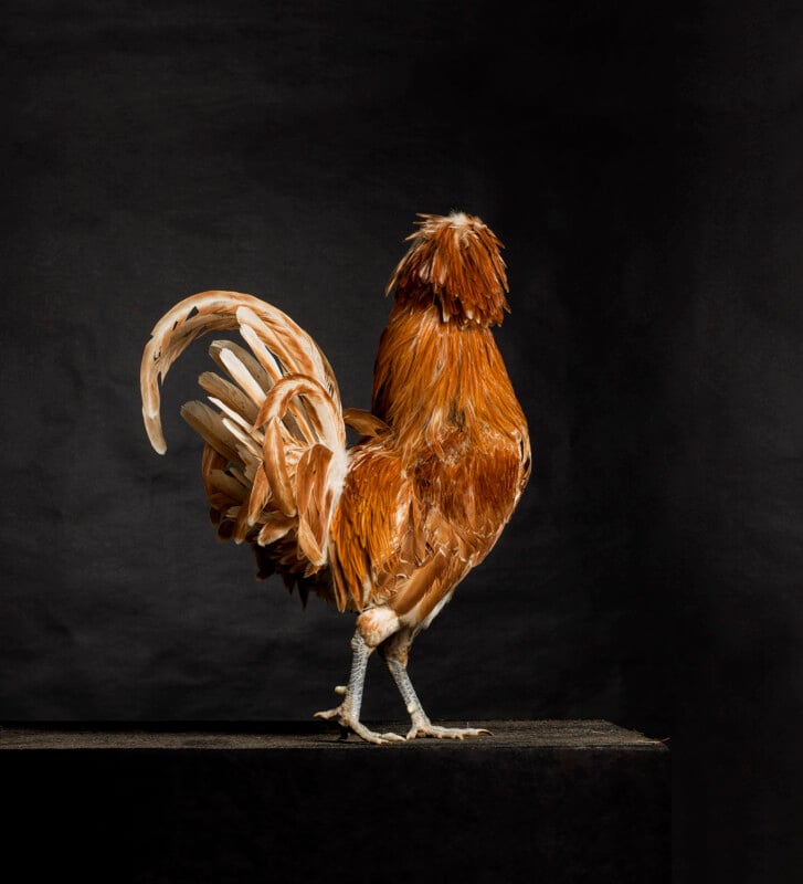 Portrait d'un poulet