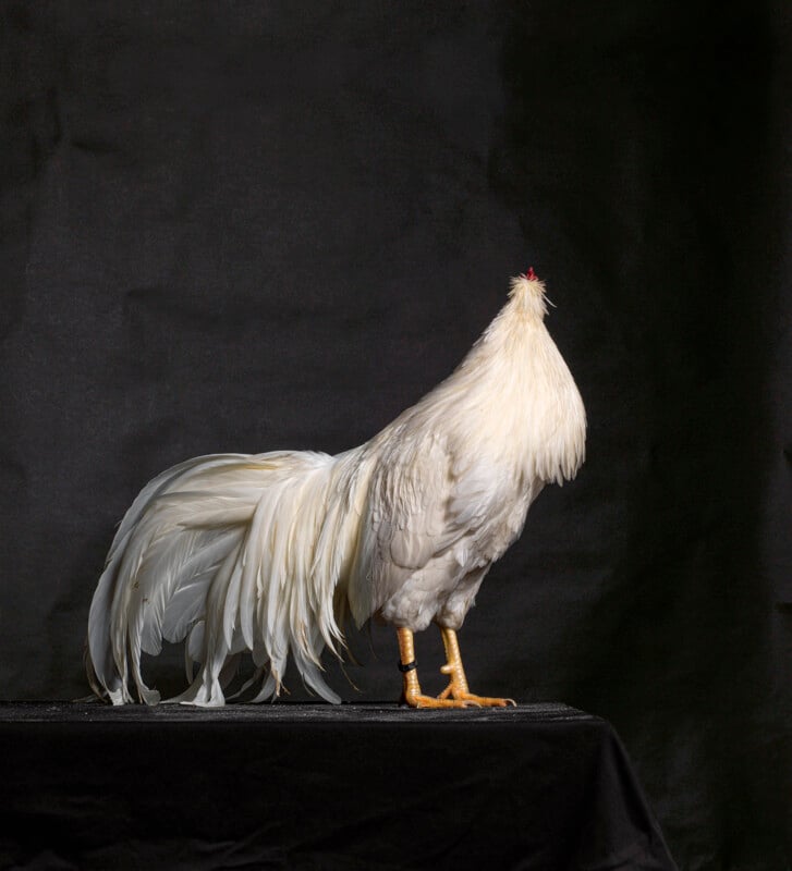 Portrait d'un poulet